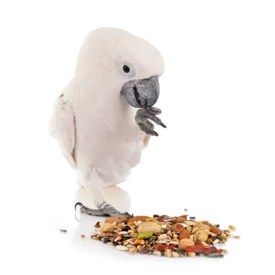Bird & other pet food